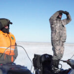 7 лосей и 4 косули погибли на дорогах Новосибирской области