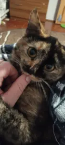 Гладить кошек полезно для здоровья, выяснили российские ученые