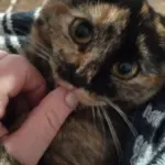 Гладить кошек полезно для здоровья, выяснили российские ученые