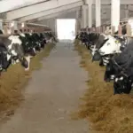 Андрей Травников: компенсации фермерам начнут выплачивать с 23 марта