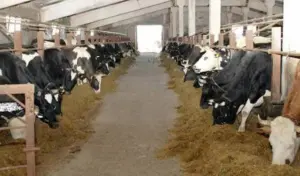 Андрей Травников: компенсации фермерам начнут выплачивать с 23 марта