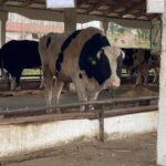 Андрей Травников принял решение о введении дополнительной социальной помощи владельцам, утратившим сельскохозяйственных животных