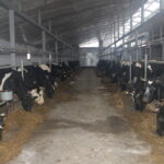 На 8-10 рублей подешевел литр молока в Новосибирской области в 2026 году