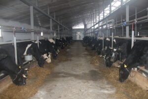 На 8-10 рублей подешевел литр молока в Новосибирской области в 2026 году