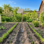 «Гороскоп» дачной совместимости культур от экспертов Центра оценки безопасности АПК