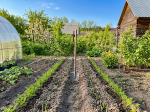 «Гороскоп» дачной совместимости культур от экспертов Центра оценки безопасности АПК
