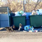 Заменить баки или изменить график: как решить проблему вывоза мусора в Венгерово