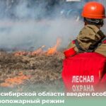 26 жителей Новосибирской области нарушили правила пожарной безопасности в лесах
