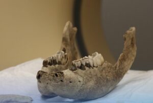 Новосибирские ученые впервые исследовали челюсти шерстистого носорога на компьютерном томографе