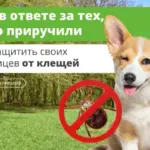Как защитить домашних питомцев от клещей