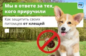 Как защитить домашних питомцев от клещей