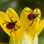 Сезон клещей. Как обезопасить себя и близких , рассказали специалисты по ветеринарному и фитосанитарному контролю