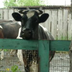 Семьи, пострадавшие от изъятия животных, получили компенсацию в полном объеме
