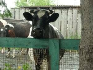 Семьи, пострадавшие от изъятия животных, получили компенсацию в полном объеме