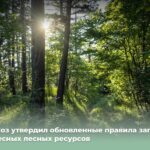 Новогодние ели заготовят по новым правилам