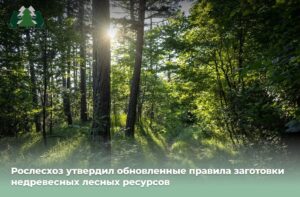 Новогодние ели заготовят по новым правилам