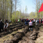Более 58 тысяч деревьев высадили в регионе в рамках акции «Сад памяти» в 2026 году