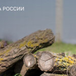 Новосибирская область вошла в тройку регионов-лидеров по борьбе с незаконными рубками леса