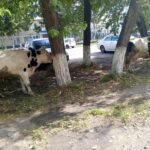 Дополнительные меры господдержки приняты в Новосибирской области для ЛПХ