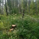 10 уголовных дел возбуждено в Новосибирской области за незаконную рубку леса