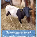 Ветеринары рассказали жителям Венгерово, как законно вести ЛПХ