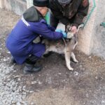 Более 800 собак и кошек привили от бешенства ветеринары в Венгерово
