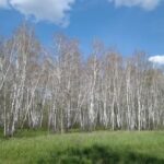 Борьба с шелкопрядом в Новосибирской области показала высокую эффективность