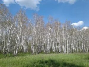 Борьба с шелкопрядом в Новосибирской области показала высокую эффективность