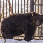В 11 районах Новосибирской области наблюдали медведей рядом с селами