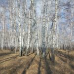 В Новосибирской области восстановили 2,3 тысячи гектаров леса