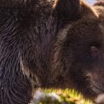 Ситуация с бурыми медведями в Новосибирской области находится на контроле