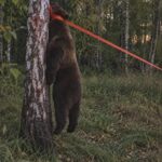 Вся правда о медведе-гиганте, добытом в Новосибирской области