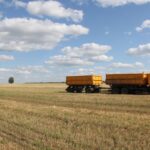 Семь муниципальных образований Новосибирской области завершили уборку зерновых
